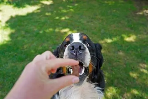 perro de montaña bernés recibiendo un regalo