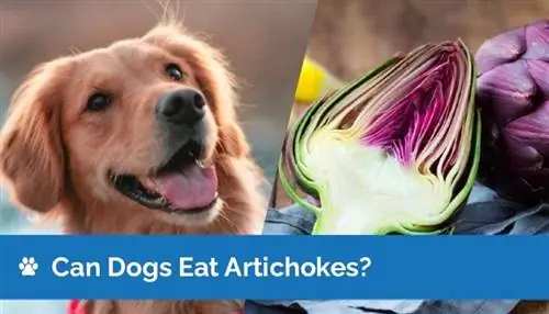 Kunnen honden artisjokken eten? Door dierenartsen beoordeelde gezondheidsvoordelen & Veelgestelde vragen