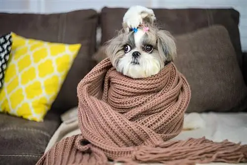 Shih Tzu kutyafajta. Sálba tekert kutya