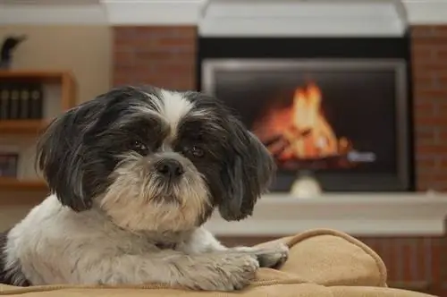 Shih Tzu