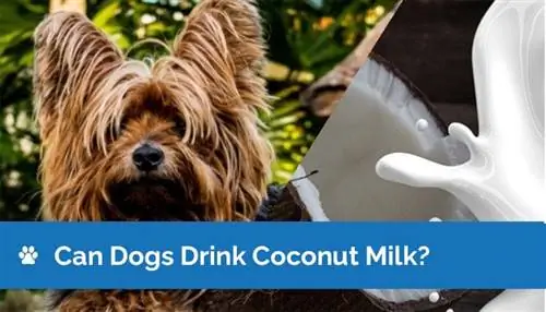 ¿Pueden los perros beber leche de coco? Sugerencias de servicio & Preguntas frecuentes (revisado por veterinarios)