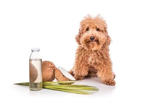 Cachorro com óleo de coco_Shutterstock