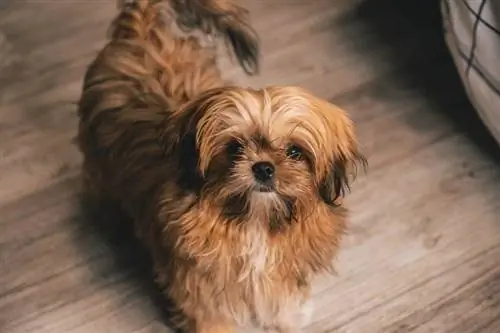 Kodėl mano Shih Tzu dreba? 10 galimų priežasčių