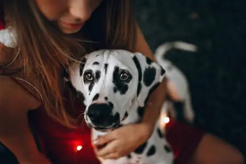 dalmatian aub puag ntawm tus tswv