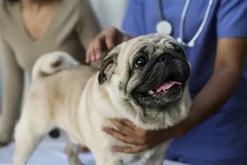 pug dev nyob rau hauv ib lub tsev kho mob veterinary