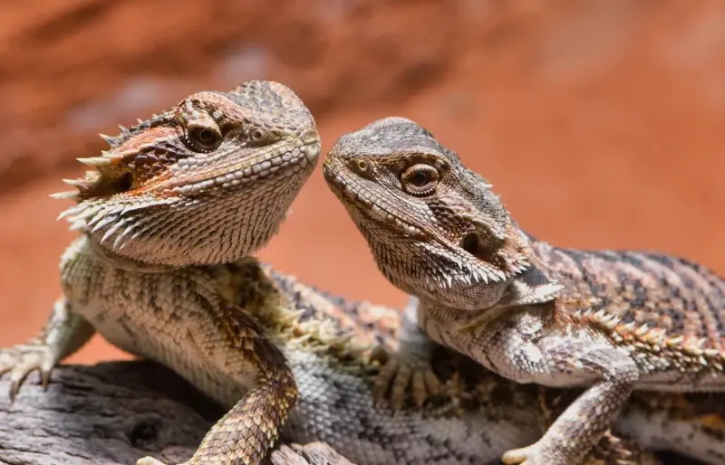 dragons barbus mâles et femelles se regardant