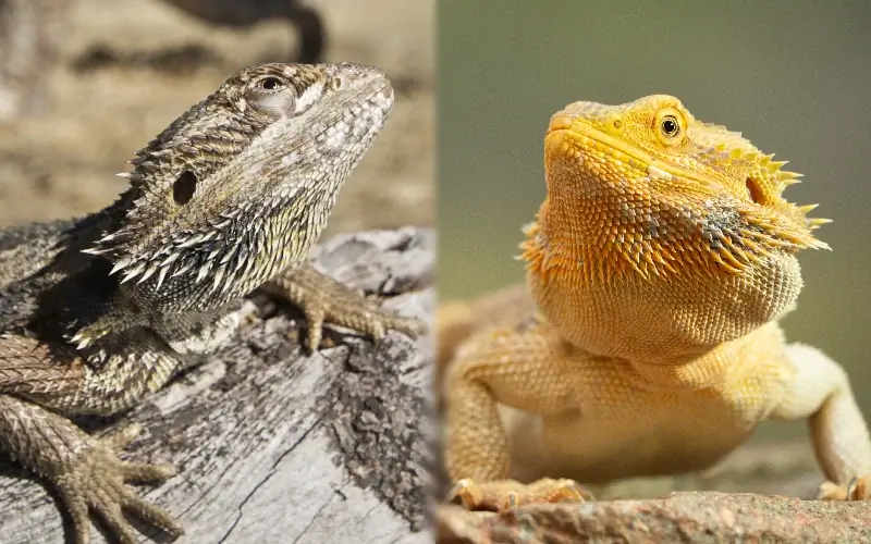 Dragón barbudo macho vs hembra - Diferencias visuales