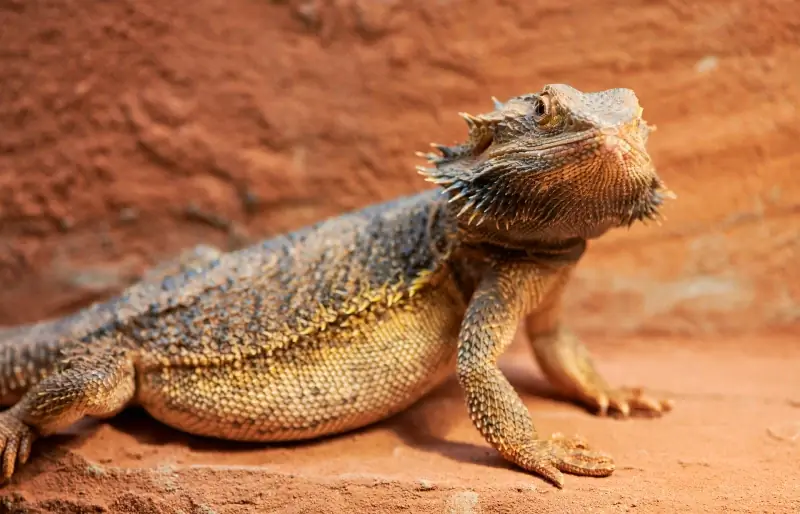 zwangere vrouwelijke baardagaam in een terrarium