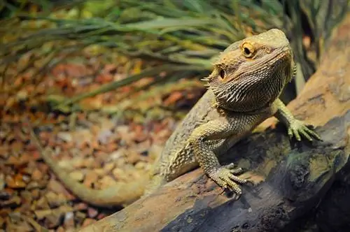 100+ egyedi név szakállas sárkányoknak, hogy kedvence kitűnjön