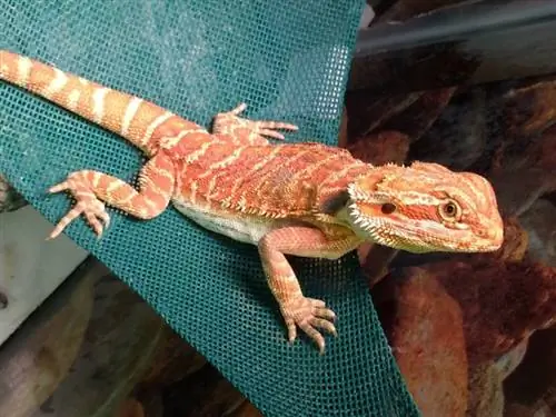 Bearded dragon menikmati tempat tidur gantung