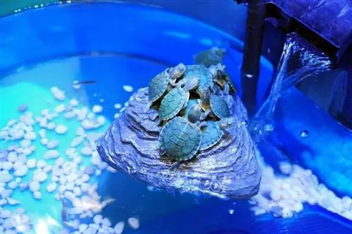 Mga red-eared slider turtle sa aquarium tank na may UV light at filter