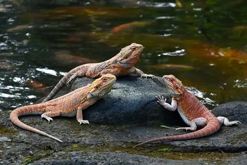 dragões barbudos perto da lagoa