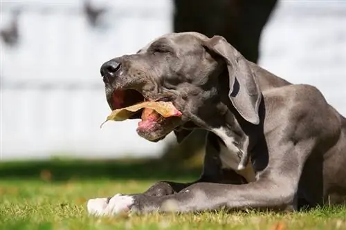 gran danés comiendo orejas de cerdo