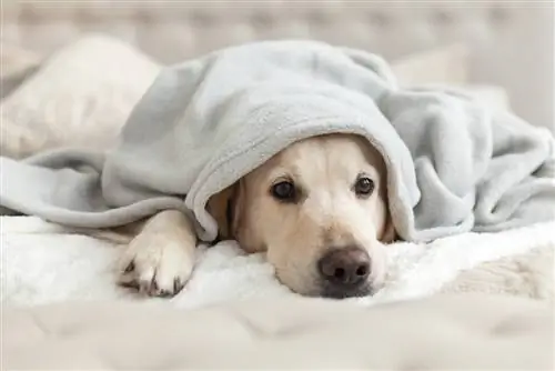 golden retriever sous couverture