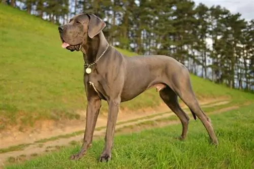 chien dogue allemand mâle sur l'herbe