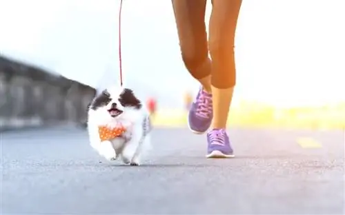 kvinne kjører med hund trening