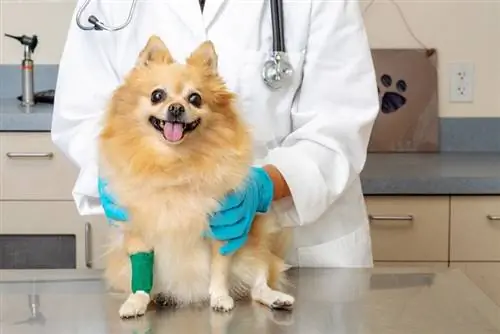 pomeranian hund som holdes av en veterinær