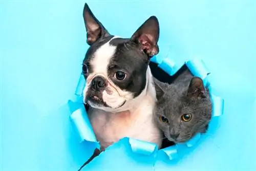 Boston Terrier-hondjie en grys kat wat deur geskeurde muurpapier loer