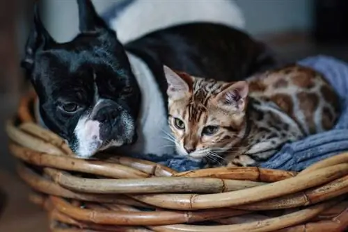 Er Boston Terriers gode med katter? Det overraskende svaret