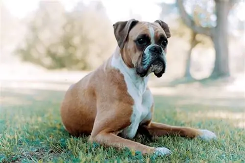 um cachorro boxer sentado na grama