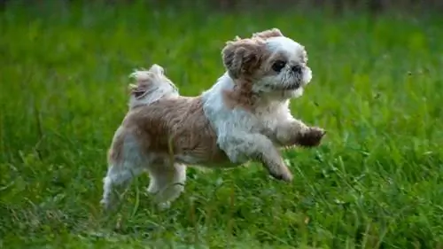 Shih Tzu correndo