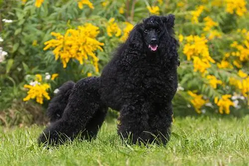 Retrato de pé de um encantador e incrível poodle médio moyen lá fora em um dia quente de verão