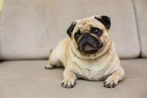 Bonic gos pug estirat al sofà de casa