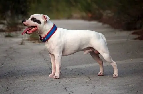 Staffordshire Bull ቴሪየር