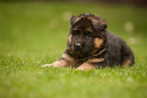 king shepherd valp liggende på gresset