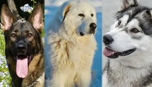 mchungaji wa kijerumani vs pyrenese kubwa au alasakan malamute