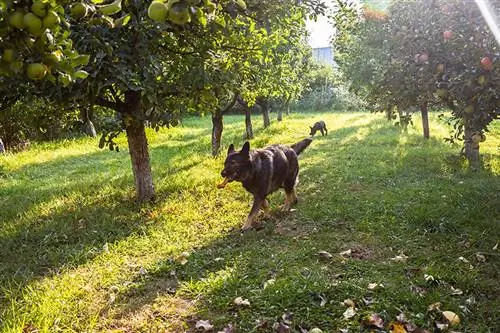 кралски овчар, бродещ във ферма за ябълки