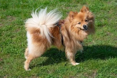 Qəhvəyi Pomeranian