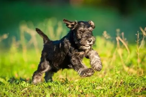 Schnauzer miniatural alergând pe teren