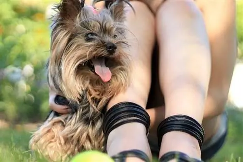 sahibi ilə yorkshire terrier