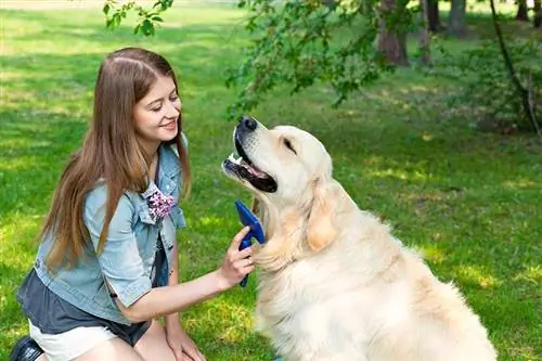 Fiatal gyönyörű nő fésülködő szőrme golden retriever kutya