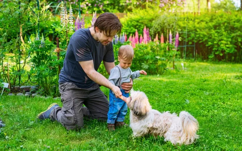 bapa dan anak melatih anjing shih tzu mereka di luar rumah