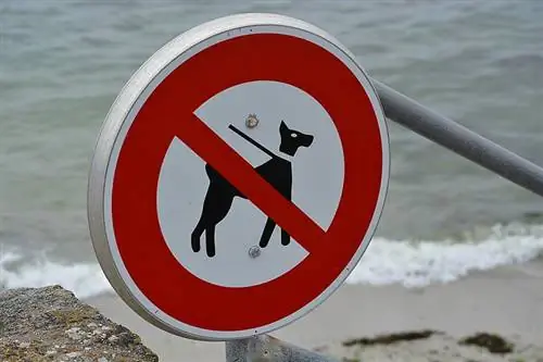 Tiada Anjing dibenarkan Pantai