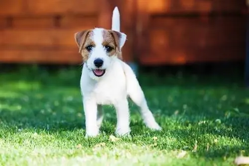 Parson Russell Terrier kiskutya