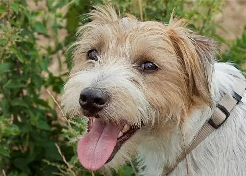 Pároco Russel Terrier