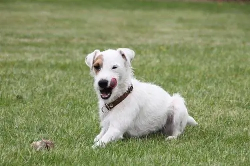 Mục sư Russell Terrier