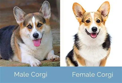 Hann Corgi vs Kvinne Corgi side ved side