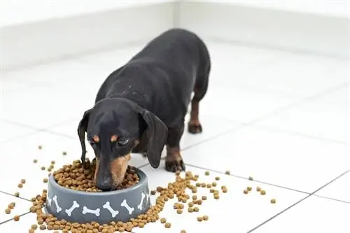 Duschshund comiendo_shutterstock_ dogboxstudio