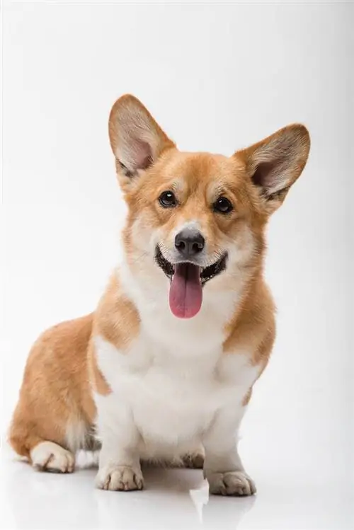 kvinnelig pembroke walisisk corgi