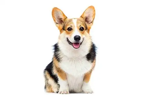 kvinnelige corgi på hvit bakgrunn