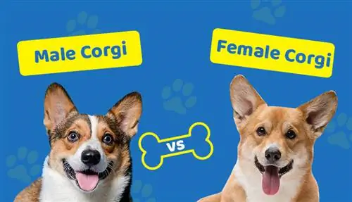 Man vs kvinnlig Corgi: Hur är de olika?