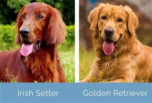 Magkatabi ang Irish Setter vs Golden Retriever