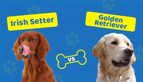 Irish Setter vs Golden Retriever: Je, Zina Tofauti Gani?