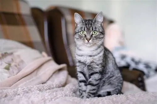 gatto a pelo corto americano