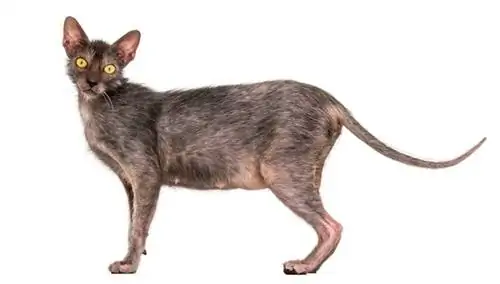 Lykoi miv