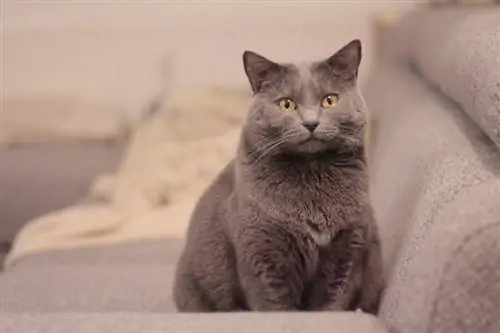 Chartreux-Katze braun_LucasBouillon_Pixabay